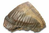 Woolly Mammoth Upper M Molar - North Sea Deposits #298471-2